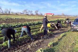 harvesting crops